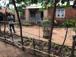 Ntenje village home garden