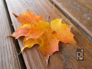 Spessartite Garnet on Fall Sugar Maple leaves